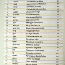 DeshiVruksha_I Deshi Vruksha_I