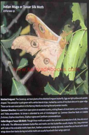 LifeinGrassNannajMardi_Sample