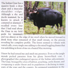 TheGoanJungleBook_sample1