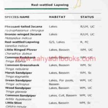 BirdsofSanjayGandhiPark_Sample