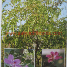 ThetreesofMumbai_sample The trees of Mumbai_Sample