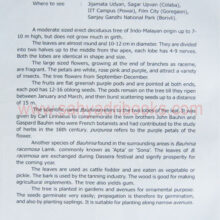 ThetreesofMumbai_sample1 The trees of Mumbai_Sample1