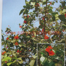 ThetreesofMumbai_sample2 The trees of Mumbai_Sample2