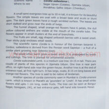 ThetreesofMumbai_sample3 The trees of Mumbai_Sample3