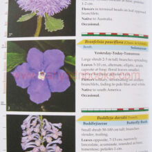 AdditionstoFlowersofSahyadri_Sample2 AdditionstoFlowersofSahyadri_Sample2