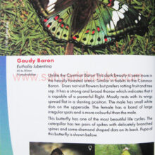 ButterfliesofMumbai_sample2 ButterfliesofMumbai_sample2