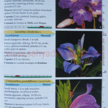 flowersofsahyadri_Sample1