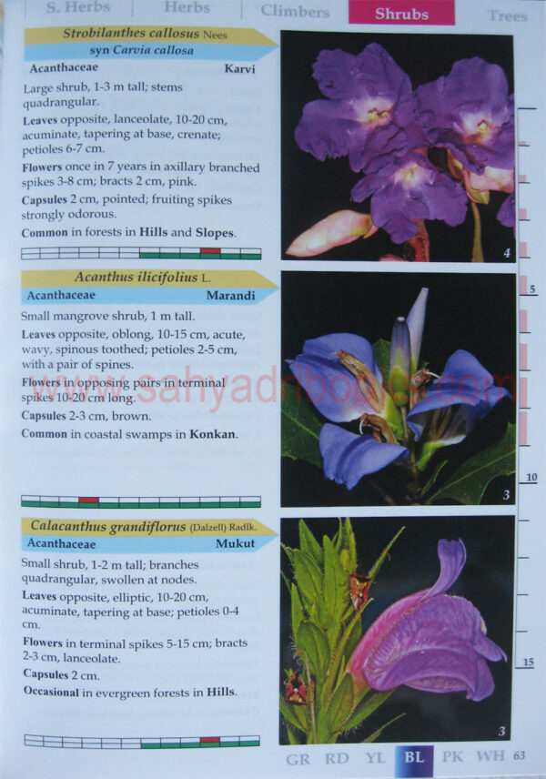 flowersofsahyadri_Sample1