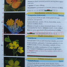 flowersofsahyadri_Sample2