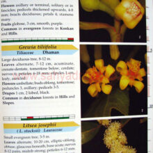 furtherflowersofsahyadri_Sample1 furtherflowersofsahyadri_Sample1