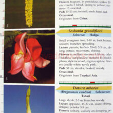 furtherflowersofsahyadri_Sample3 furtherflowersofsahyadri_Sample3