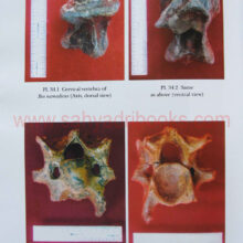 HeritagePalaeontological_Sample2