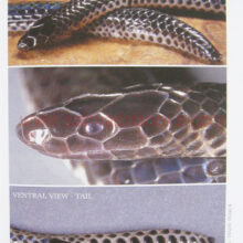 IndianSnakes_Sample2