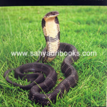Snakes Snakes