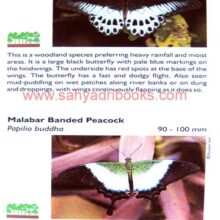 Butterflies-of-Goa_Sample1