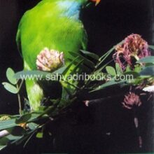 Checklists-Birds-of-India-Birds-of-Maharashtra_B