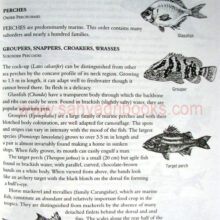 FishesofIndia_sample FishesofIndia_sample