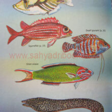 FishesofIndia_sample1 FishesofIndia_sample1