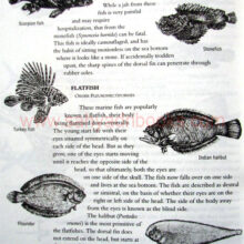 FishesofIndia_sample2 FishesofIndia_sample2