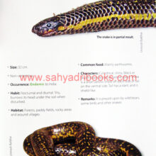 Reptiles-of-Northern-Western-Ghats_Sample Reptiles-of-Northern-Western-Ghats_Sample