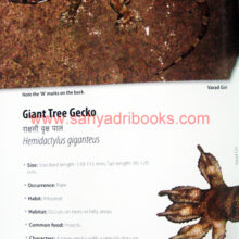 Reptiles-of-Northern-Western-Ghats_Sample2 Reptiles-of-Northern-Western-Ghats_Sample2