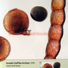 Seeds-of-Western-India_Sample Seeds-of-Western-India_Sample