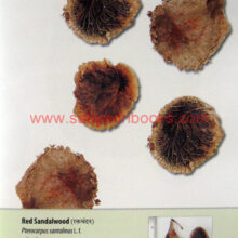 Seeds-of-Western-India_Sample1 Seeds-of-Western-India_Sample1