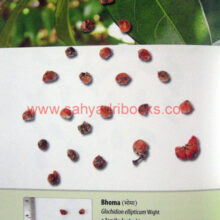 Seeds-of-Western-India_Sample2 Seeds-of-Western-India_Sample2