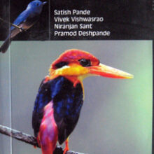 birds-of-lonavla-and-khandala_C