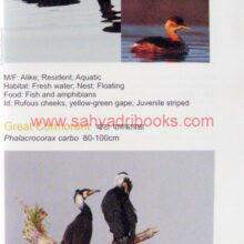 birds-of-lonavla-and-khandala_Sample