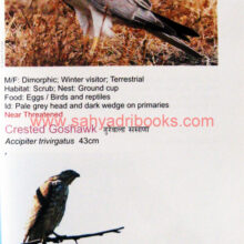 birds-of-lonavla-and-khandala_Sample1