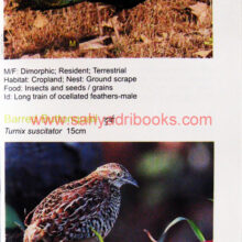 birds-of-lonavla-and-khandala_Sample2