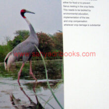 Saras-Crane_Sample2