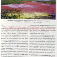 Ducks-geese-and-swans-of-India_sample2 Ducks-geese-and-swans-of-India_sample2