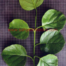 Trees-of- Sahyadri_Sample1