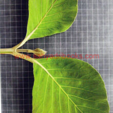 Trees-of- Sahyadri_Sample2