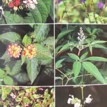 Common-Indian-Wild-flowers_sample2