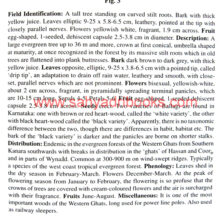 The-Book-of-Indian-Trees_Sample The-Book-of-Indian-Trees_Sample