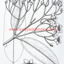 The-Book-of-Indian-Trees_Sample1 The-Book-of-Indian-Trees_Sample1