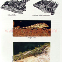 The-Book-of-Indian-reptiles-amphibians_sample1 The-Book-of-Indian-reptiles-amphibians_sample1