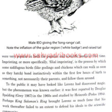 In-Achilles-Footsteps-Owl_Sample2 In-Achilles-Footsteps-Owl_Sample2