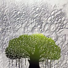 Vanaspati-JivanPrakriyaShastra