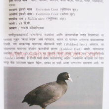 Pakshi-Panthalitale_Sample1