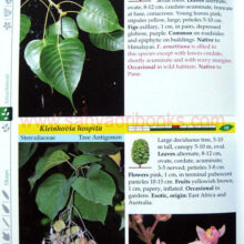 Trees-of-Pune_sample