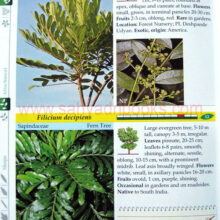 Trees-of-Pune_sample1