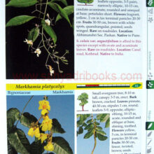 Trees-of-Pune_sample2