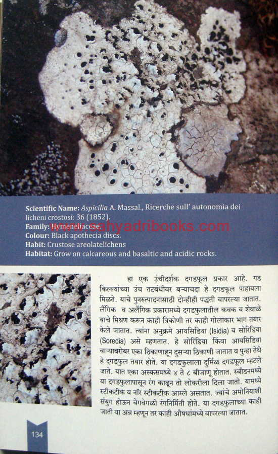 Burashi-Vaibhav_Sample2 Burashi-Vaibhav_Sample2